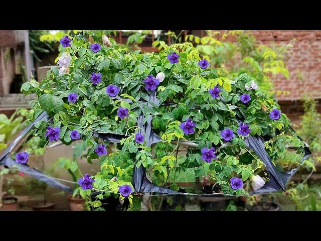 Grow Aprajita from seeds | अपराजिता पर अधिक फूल पाने का तरीका | Clitoria ternatea plant care tips