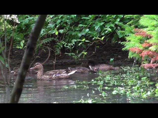 Новосибирский зоопарк. Кряквы. 11.07.2024