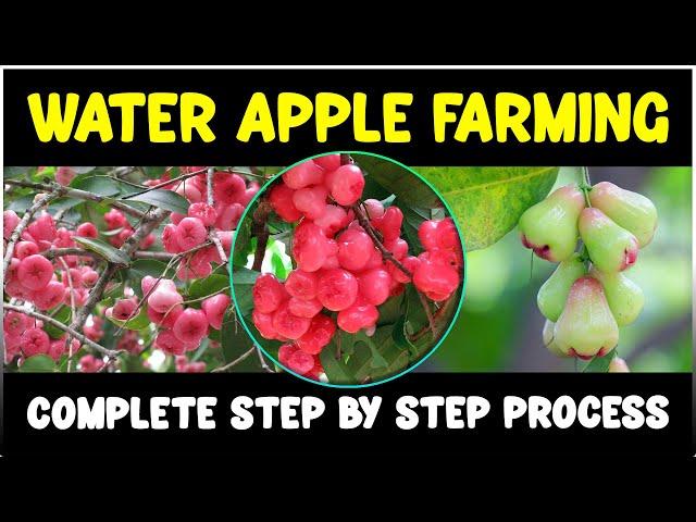 Water Apple (Rose Apple) Farming - Complete Guide