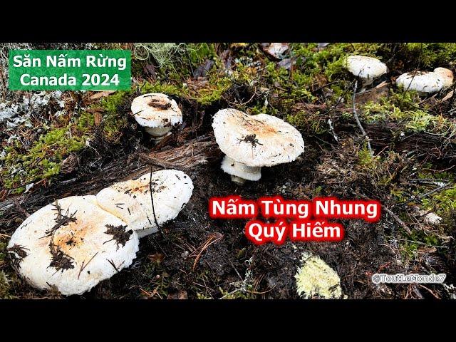 2VC nông dân tiếp tục Bội Thu, tìm được nhiều ổ NẤM TÙNG NHUNG khủng 1914》 Matsutake Foraging BC