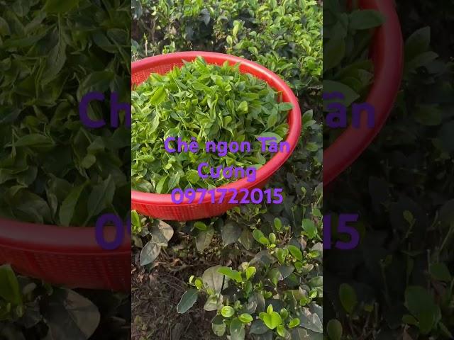 Chè ngon Tân Cương. Đt: 0971722015