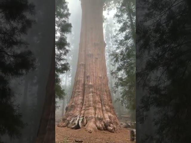  The World’s largest tree.. Meet #GeneralSherman | #shorts #discoverychannelindia