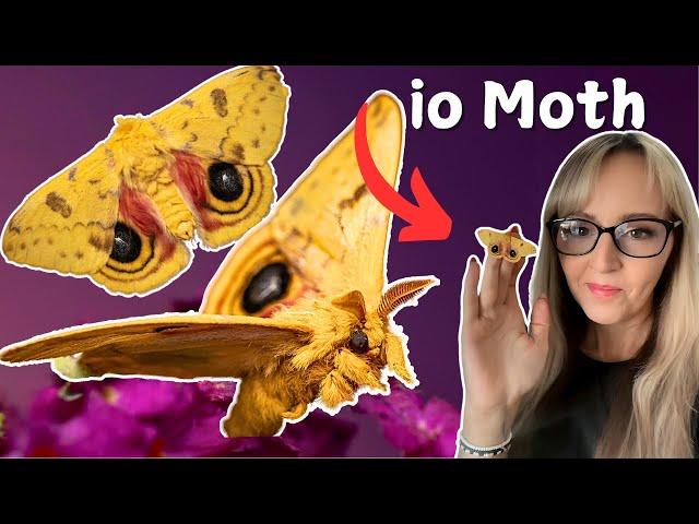 Take a look at the beautiful io Automeris Bullseye Moth with me