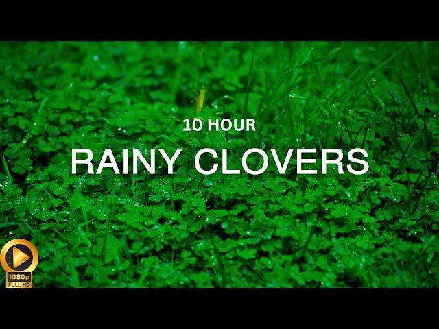 10 Hour | Relaxing Ambience: Gentle Rainfall on Clovers | Manifest Luck & Fortune | Meditate