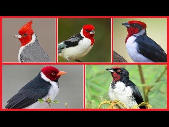 5 Especies De Cardenales Del Género Paroaria Que Habitan Sudamérica.