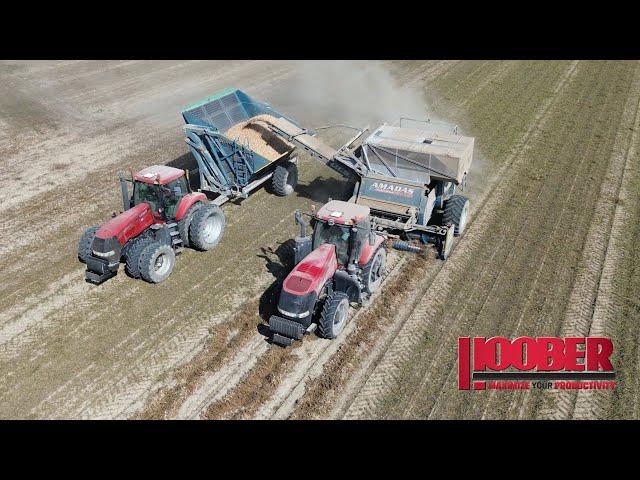 Peanut Harvest At Indika Farms – Case IH Magnums & Amadas Peanut Harvester - Windsor, VA