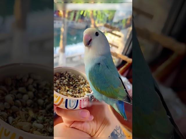 Попугай потерял дом и мужчина спас его