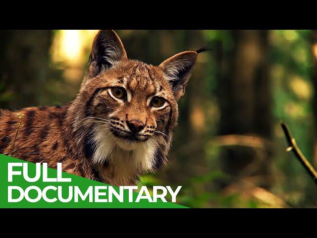 In the Wilderness of the Carpathian Mountains | Wild Slovakia | Free Documentary Nature