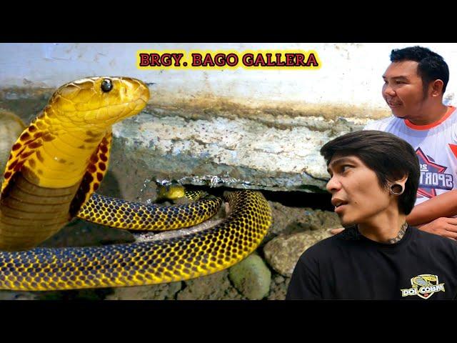 MAGLULUTO NA SANA SA KUSINA, MAY COBRA NA PALA!! BRGY. BAGO GALLERA #Banakon #KingCobra #DavaoCity