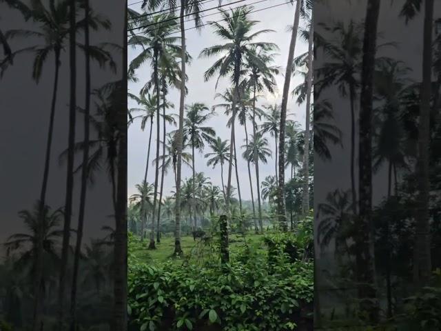 Where Green Meets Peace #youtubeshorts #viral #viral #home#morning #nature #nature#music#trending