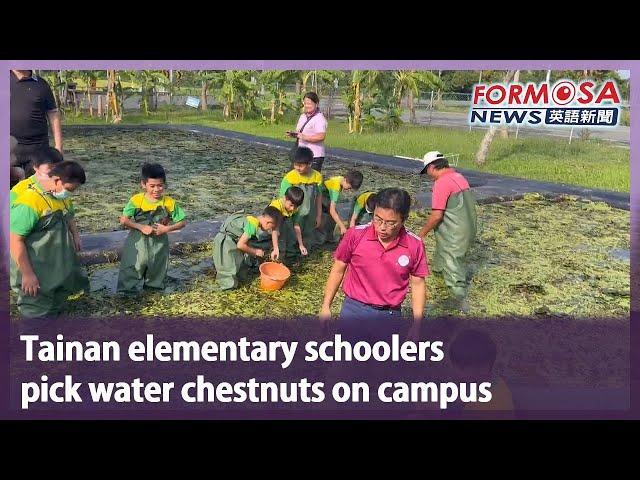 Tainan elementary schoolers pick water chestnuts on campus｜Taiwan News