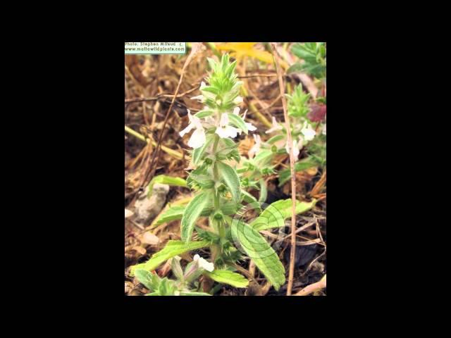 ЖЕЛЕЗНИЦА  (SIDERTIS)  cем. Губоцветные
