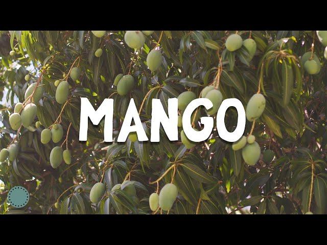 How to Grow ~ Mangoes! (Mangifera indica)