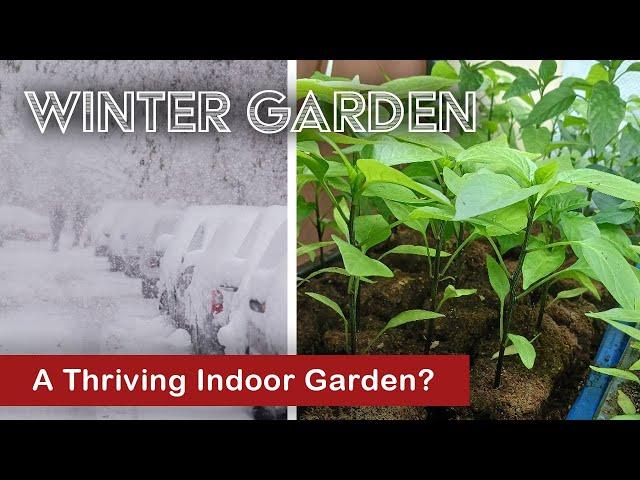 Winter Is Coming! Grow Tomatoes, Peppers and More Indoors Now! ️