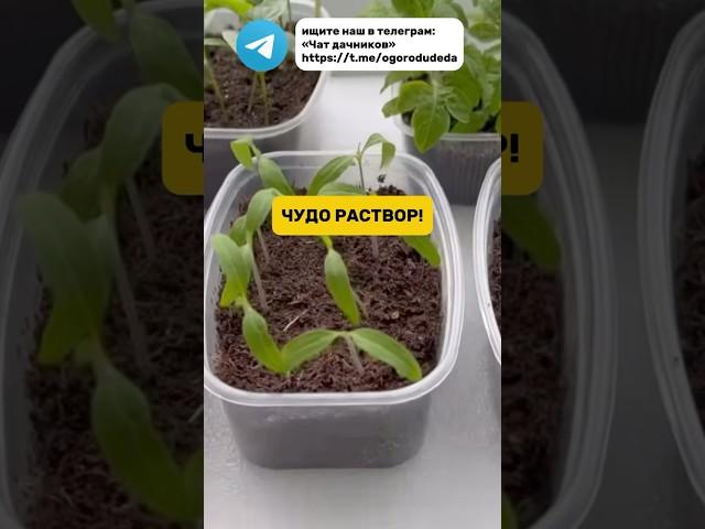 Спорим вы не знали об этом? #рассада #огород #раствор