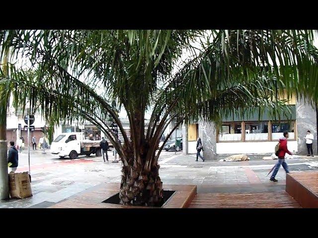 Jubaea Chilensis - Large plants for public spaces