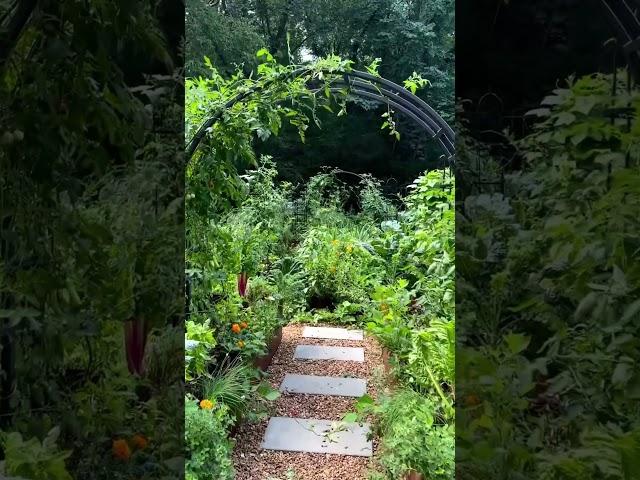 My Summer Garden #gardening #gardenary #backyardgardening #gardendesign