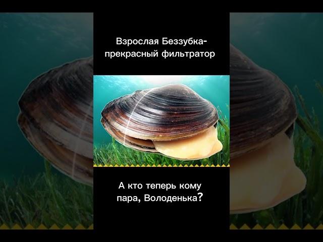 Глохидии на ЕГЭ подробнее в комментариях #биология #егэ #егэ2024 #зоология