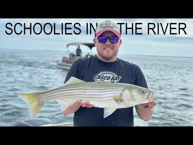 Striped Bass Fishing with live Mackerel. Maine Striper Fishing.