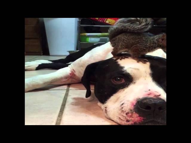 Squirrel Has A Doggy-Guard