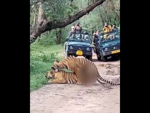 Rare Sighting: Tigers Mating in Zone 6 of Ranthambore