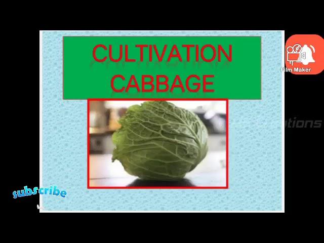 JRF Horticulture classes on Cabbage cultivation&imp topics#agriculture #jrfhorticulture #jrf#jrf2024