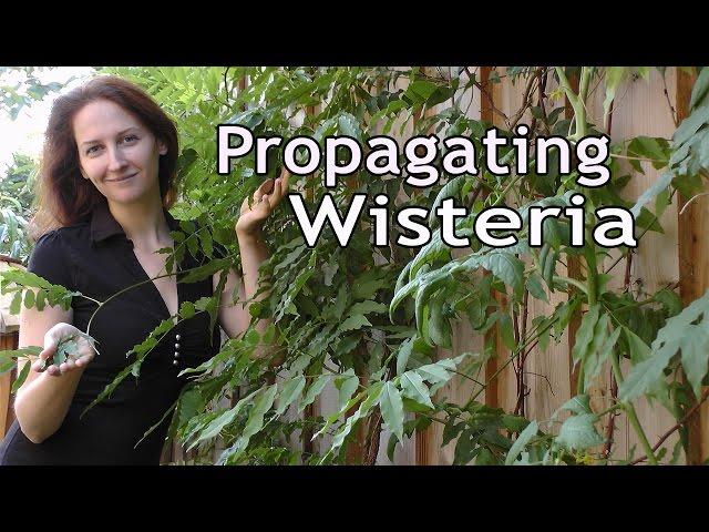 Propagating Wisteria: How to Grow a Beautiful Garden with Scarlett