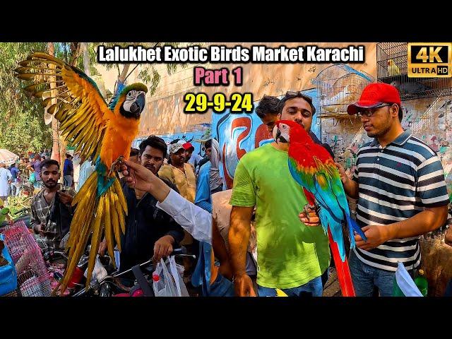 Lalukhet Exotic Birds and Parrots Market Karachi 29-9-24 Part 2 Latest Updates | Rare Unique Birds