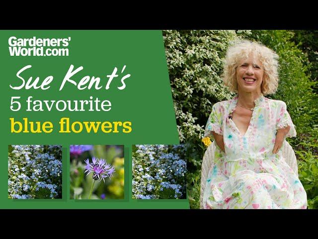 Best BLUE FLOWERS | Sue Kent recommends some of her favourite plants with blue flowers