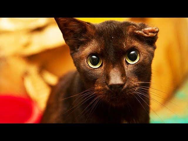 700 Cats Rescued From Cruelty in Florida