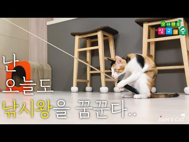 [ENG SUB]  My Kitten Catching Fish like a person. Fishing Cat!