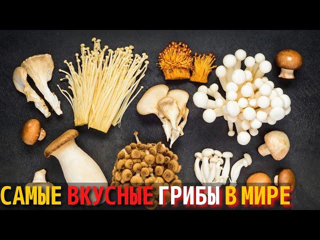 Топ 10 Самых Вкусных Грибов в Мире | Самые Вкусные Грибы в Мире