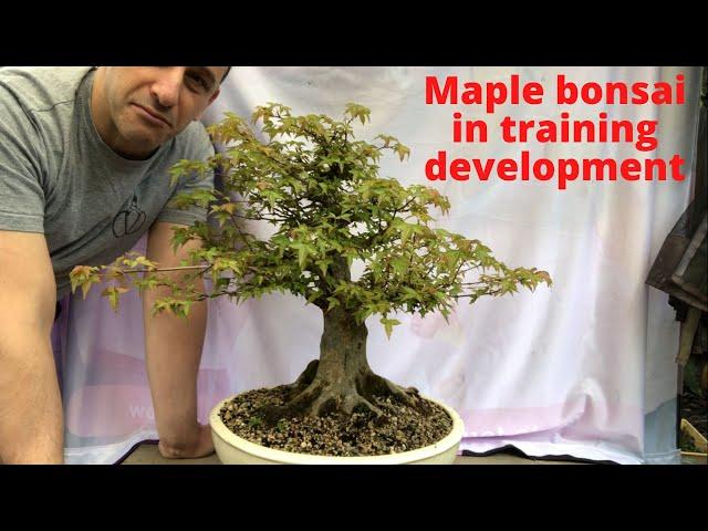 Maple bonsai in training and development stage Building better bonsai Training bonsai Develop bonsai