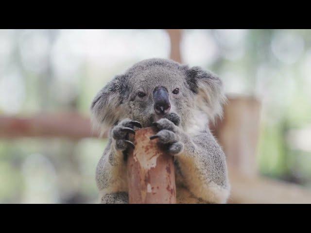 Top 10 Most Popular Australian Animals | Discover the Fascinating Wildlife of Down Under