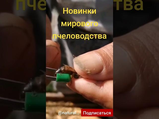Зачем юбка королеве? #пчеловоды #пасека #пчеловодствоснуля #матковод #матководство #новоенаправление