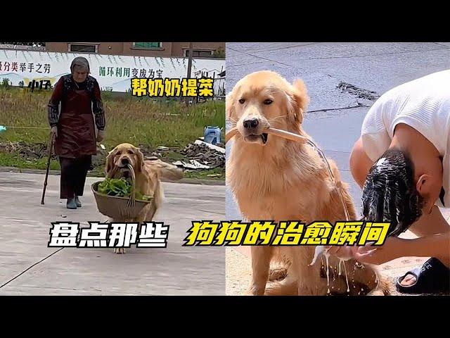 狗狗的治愈瞬间，它们只是不会说话而已，但它们什么都懂