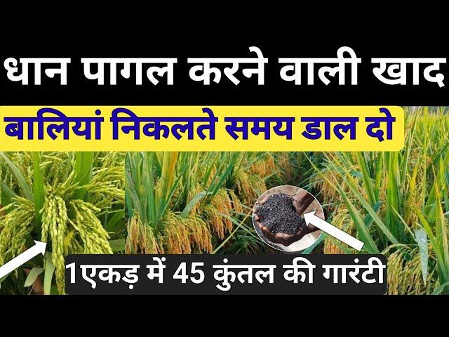 धान पागल करने वाली खाद बालियां निकलते समय डाल दो 1 एकड़ में 45 कुंतल की गारंटी है  || Dhan ki kheti