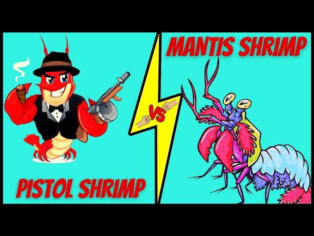 PISTOL SHRIMP vs MANTIS SHRIMP - Who Would Win?