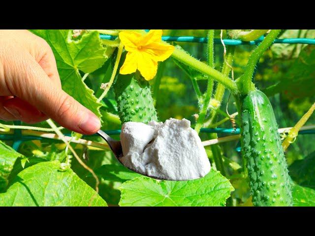 10 Miracles of Magic Salt in Gardening | Increase Flower Size