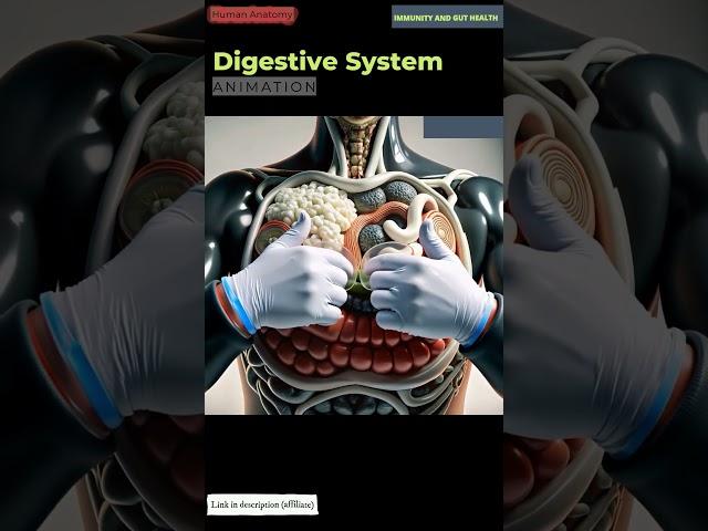 Human Digestive System Animation | Human Anatomy | Immunity and Gut Health | 31