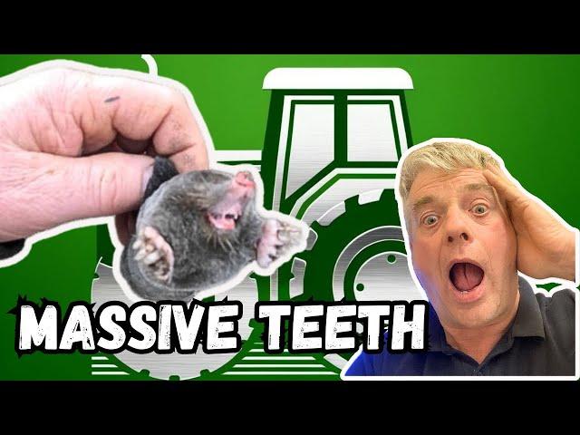 Ultimate Guide: Setting Mole Traps Scissor Style for Farm Success We Catch them In Just 3 Days.