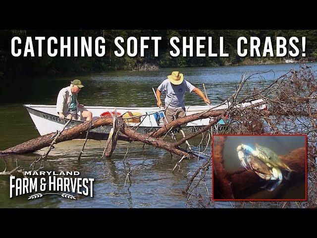 Pro Waterman Catches Soft Shell Crabs!  |  MD F&H