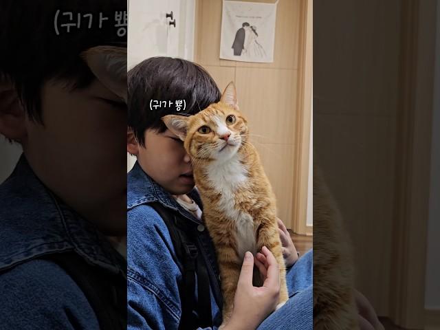 치즈표정: 엄마만 가 #고양이 #고양이애교 #개냥이