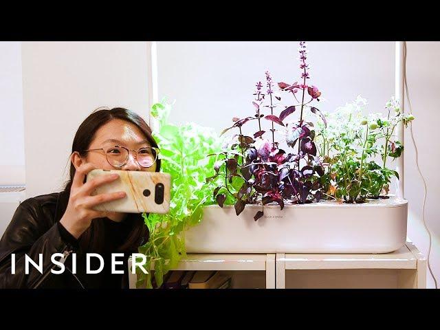 Smart Garden Grows Food Indoors With Little Effort