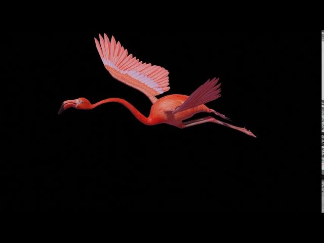 flamingo flying HDRI