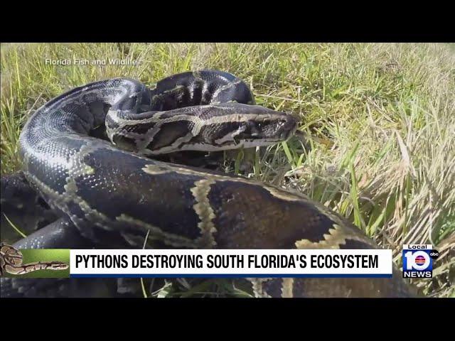 Study finds that Burmese pythons in South Florida can open jaws wider than previously thought