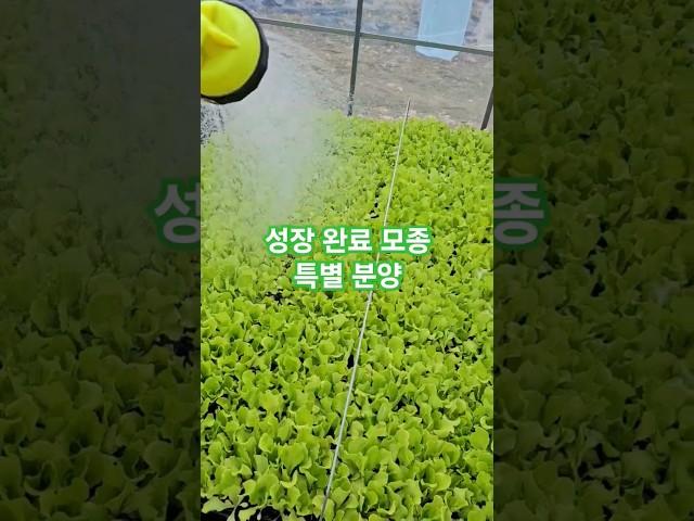 성장 완료 모종 특별 분양 | 대량주문•계약재배 문의 가능
