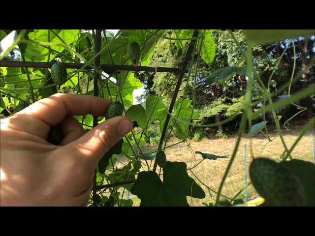 DEER RESISTANT CUCUMBER plant?  Also an overall update of our struggling garden!!