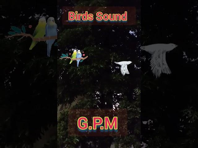  birds Sound  this is amazing  for GPM railway station  #shortsvideo