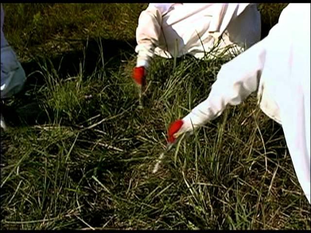 operation migration whooping cranes.mov